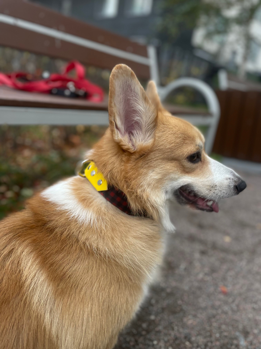 Ошейник для собак из биотана , 25 мм , 35-55 см . Клетка и салатовый