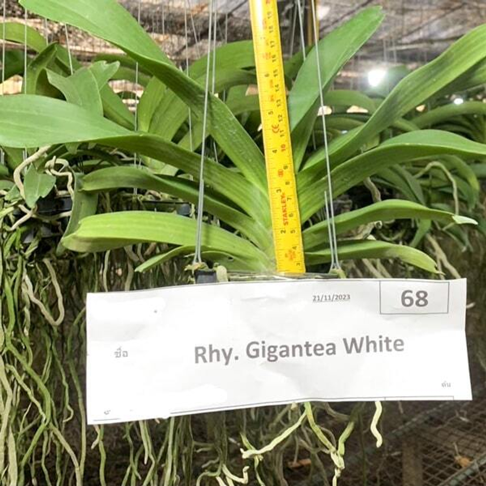 Орхидея ринхостилис RHY GIGANTEA WHITE
