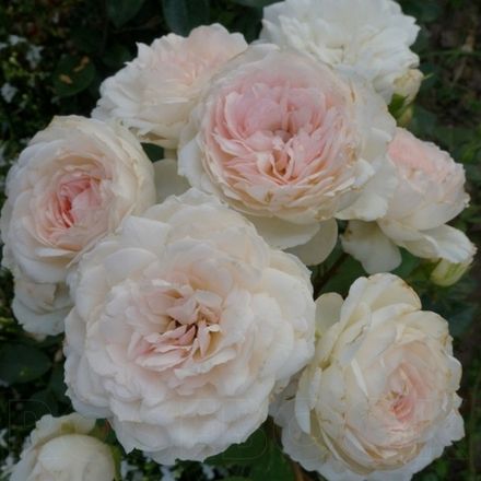 Стефани Баронинцу Гуттенберг (Stephanie Baroninzu Guttenberg)