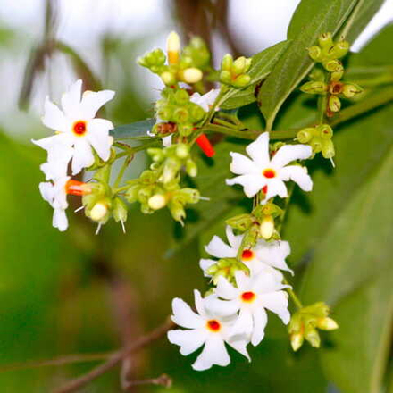 Никтантес арбор-тристис