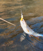 Bark Beetle Larva 34 мм - форелевая серия Brown Perch (12 шт)