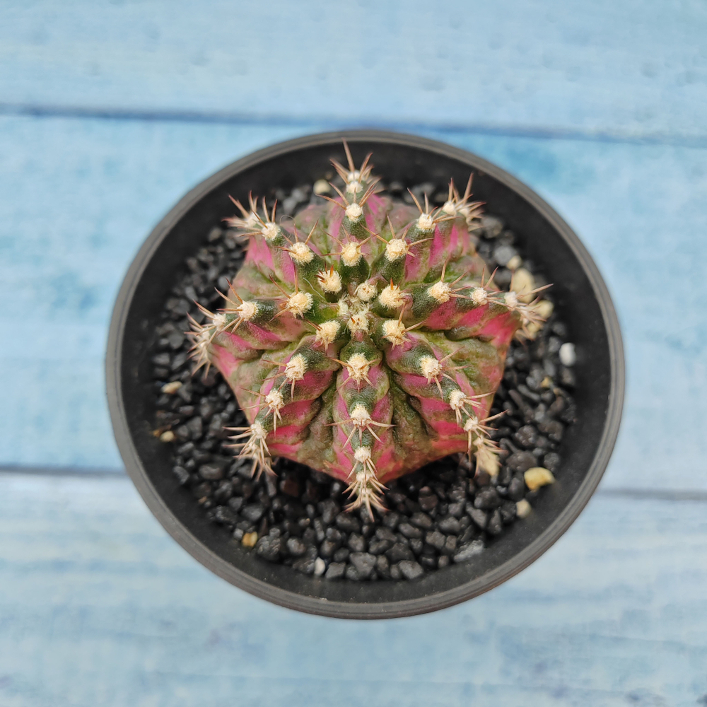 Gymnocalycium T-Rex Pink hybride (Гимнокалициум T-rex)