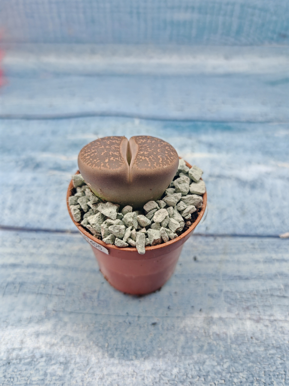 Lithops sp. (Литопсы)
