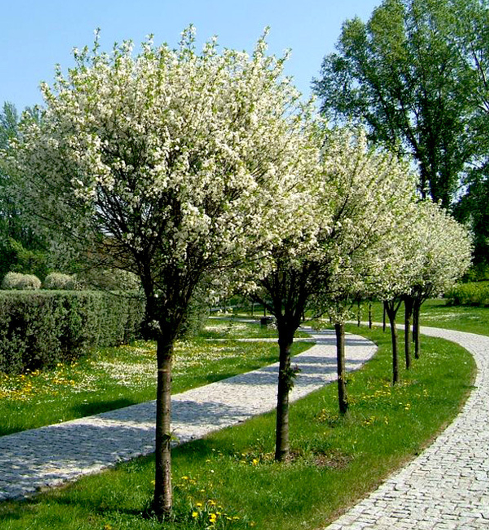 Вишня кустарниковая Умбракулифера С10 200-250 Ра 180-200, 4-6