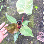 Филодендрон ORANGE PRINCESS