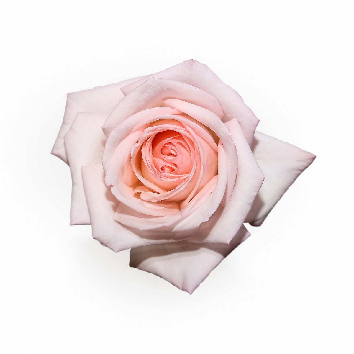 Пинк О’Хара (Pink O’Hara) — романтическая душистая роза