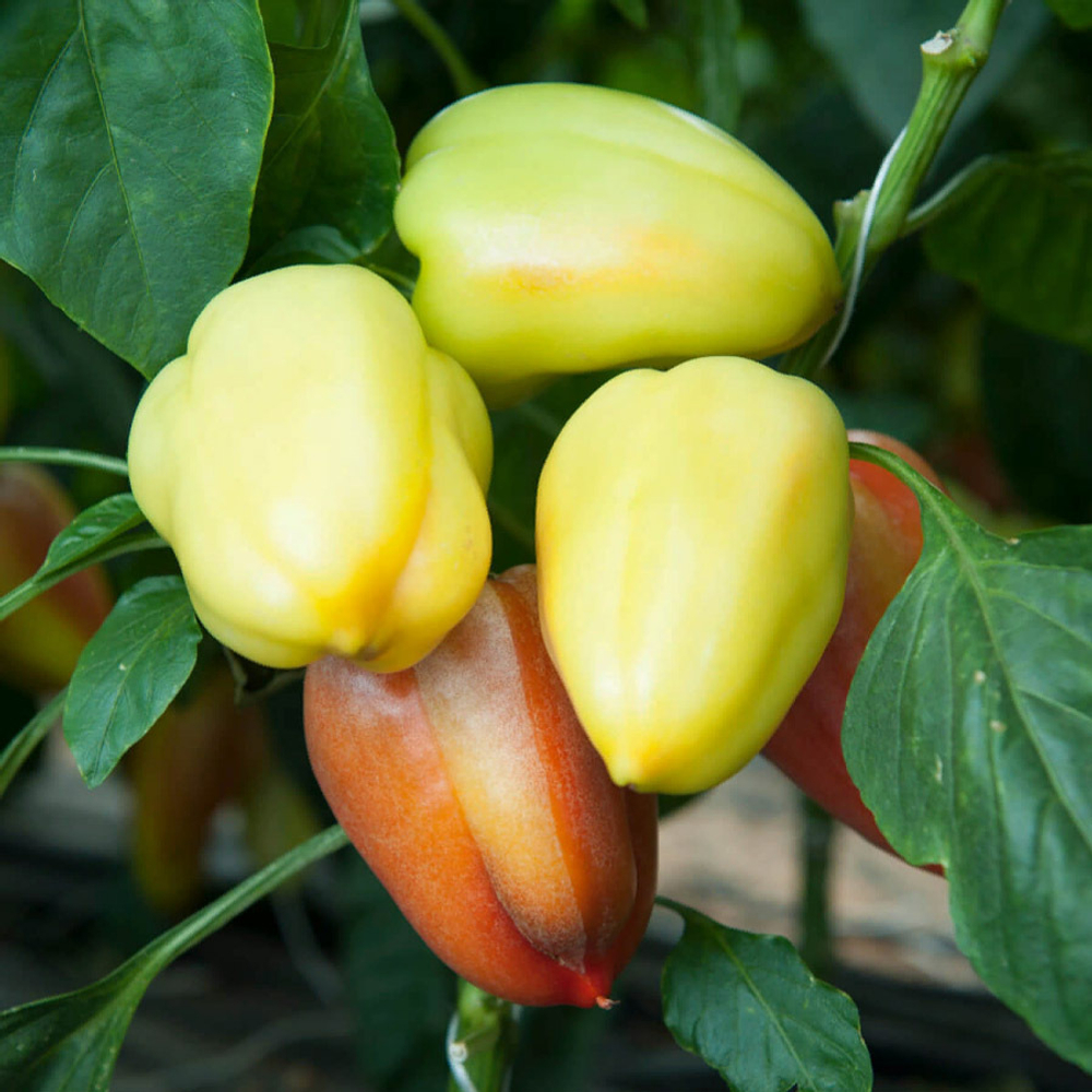 Эривань F1 семена перца сладкого (Гавриш)