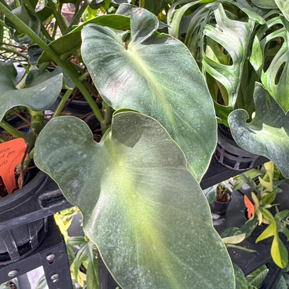 Филодендрон ROGUSUM ABERRANT FORM