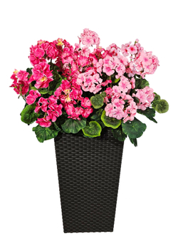 Герань 2 цвета 80см в высоком коричневом кашпо ротанг 51см