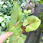 Сингониум RASAMEE THONG MUT