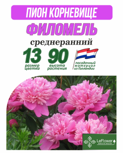 Пион Корневище, Филомель