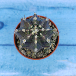 Gymnocalycium Friedrichii (Гимнокалициум)
