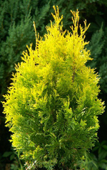 Туя западная Салланд (Thuja occidentalis Salland) р9 август 2026 г