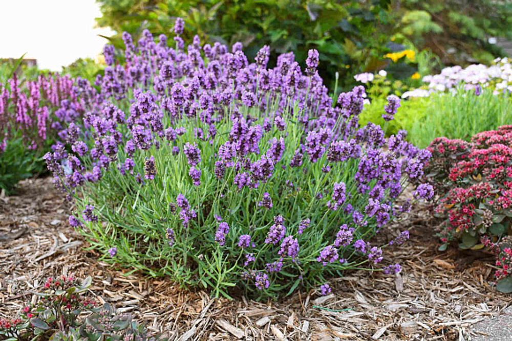 Лаванда узколистная Элеганс