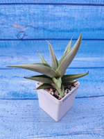 Sansevieria Chanin Crown (Сансевиерия)