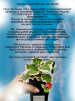 Плектрантус Крупнолистный ароматный