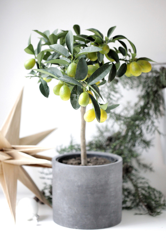 Цитрофортунелла