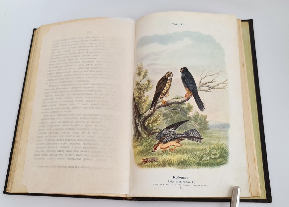 "Пернатые хищники. Популярные очерки из мира русских хищных птиц". Д.Н.Кайгородов. 1906г.