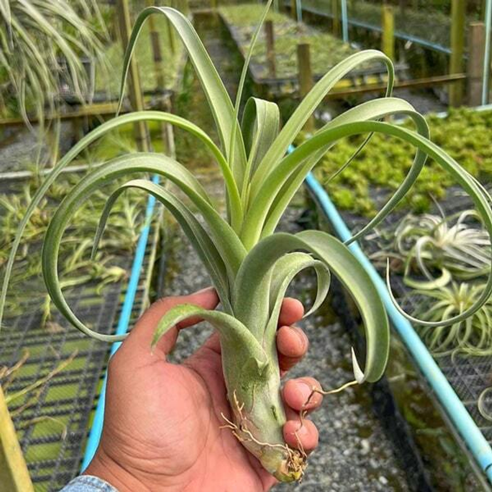 Тилландсия Curly Slim (streptophylla x intermedia)