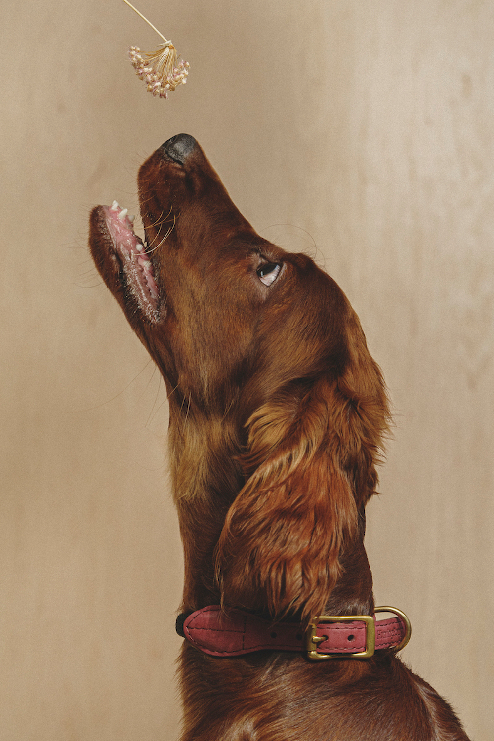 Ошейник "Пони-Макарони" Винный