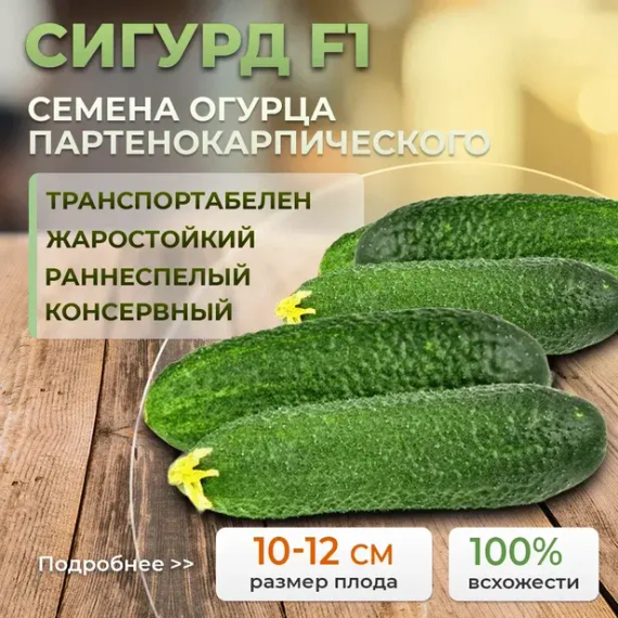 СИГУРД F1 семена огурца (Enza Zaden | Alexagro)