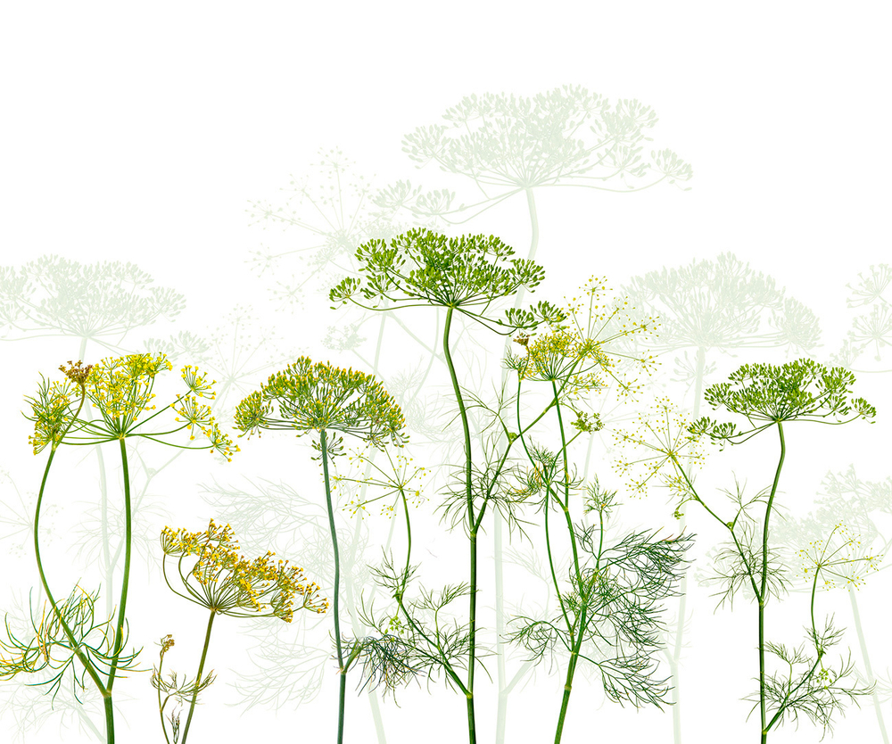 Коллекция FRESH