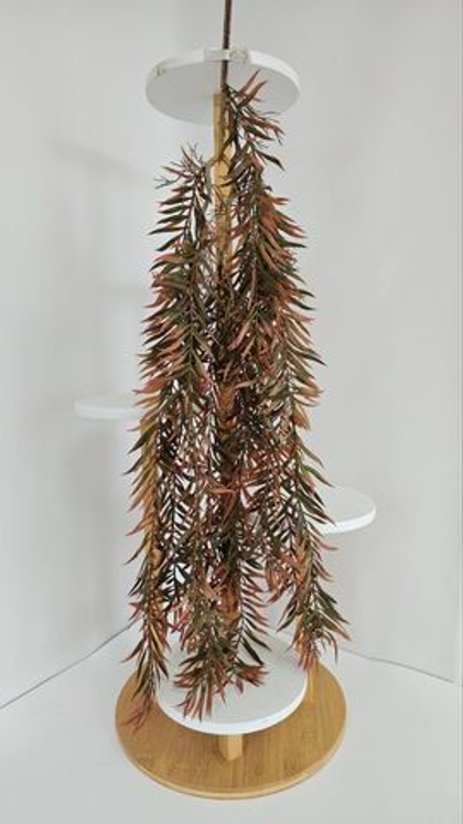 Бамбук ампельный (Афрокарпус) / Арт 4420