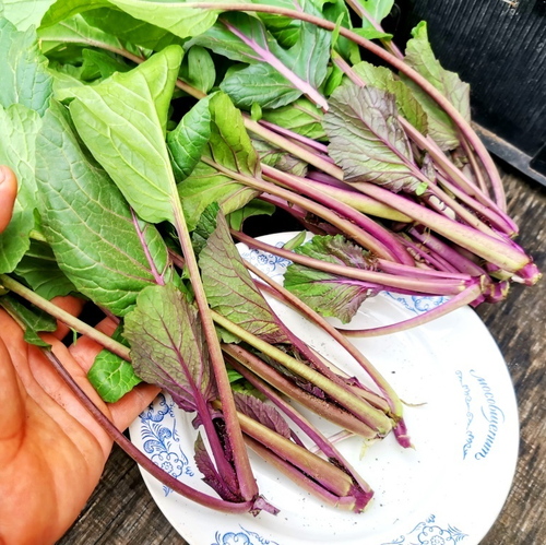 Хуншаньская капуста Косаитаи 金殿 玉 菜 - Нефритовая Сокровищница Золотого Буддийского Храма Баотун