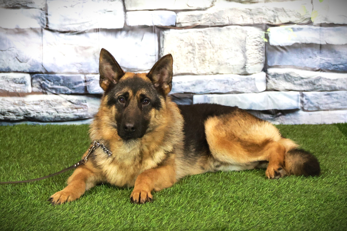 ШТУРМАН Из Поместья Боговик