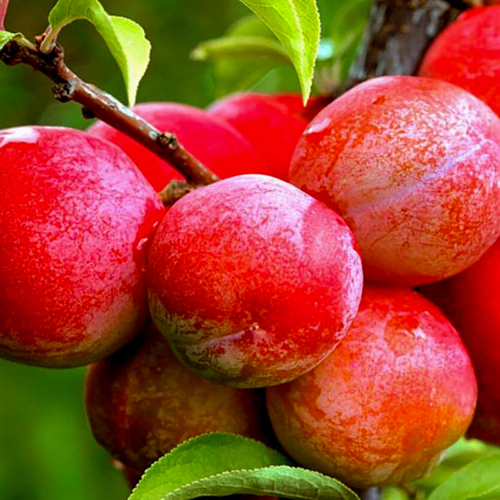 Саженцы сливы Алтайская Юбилейная