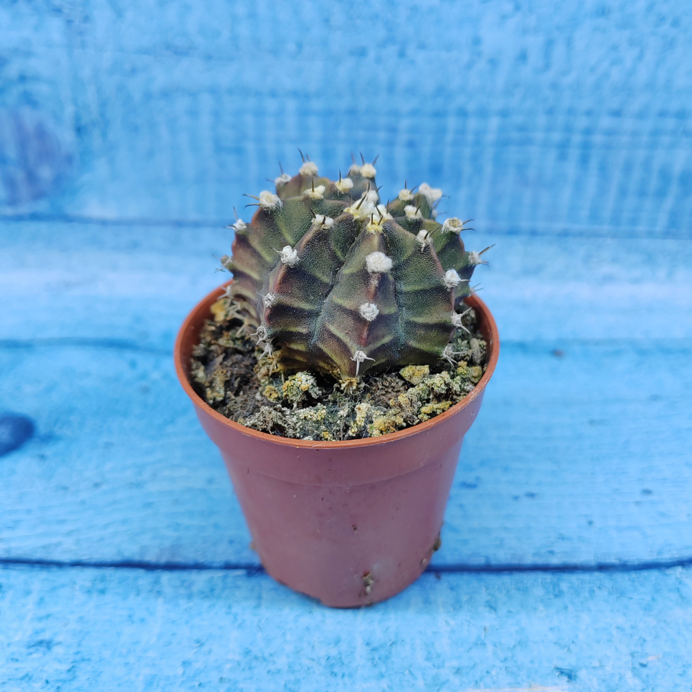 Gymnocalycium Friedrichii (Гимнокалициум)