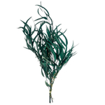 Эвкалипт Николи изумруд