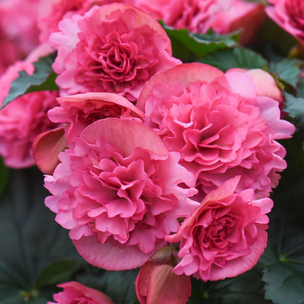 Бегония Elatior Frivola Pink ОКС укорененный черенок