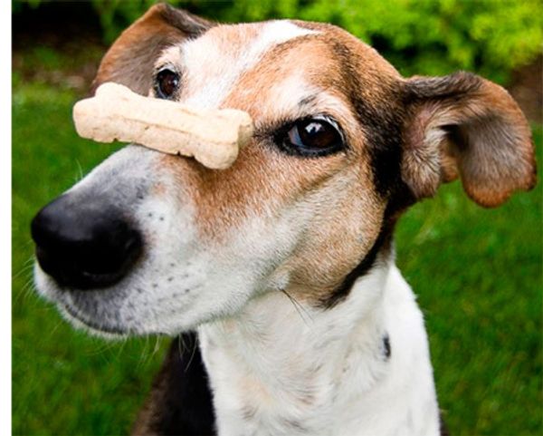 Чем не стоит кормить собаку? Чем не стоит кормить собаку?