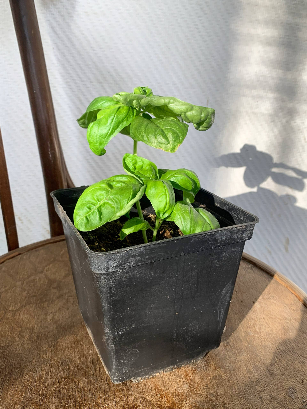 Базилик зелёный в горшке
