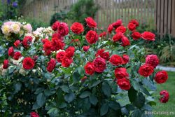 Аут Оф Розенхайн (Out Of Rosenheim)