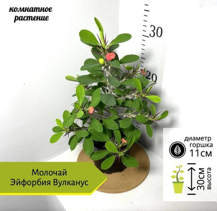 Молочай (Эуфорбия) Вулканус, D12см H30см, 1шт, Россия