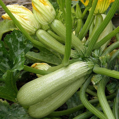 Отто F1 семена кабачка (Syngenta / Сингента)