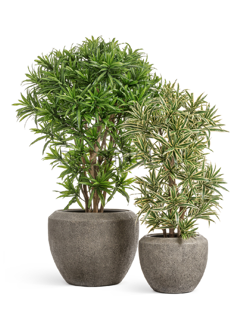 Кашпо TREEZ Effectory Volcano Чаша Design Серо-коричневый туф в-45 см, д-56 см 41.3321-11-067-LBR-56