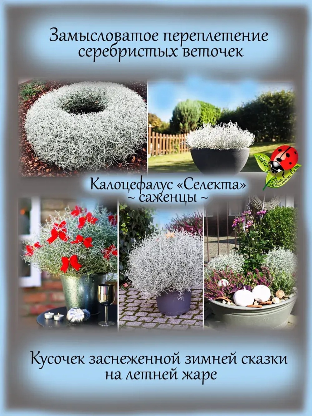 Калоцефалус Селекта