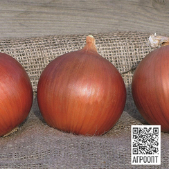 Сонома F1 семена лука репчатого (Bejo / Бейо)