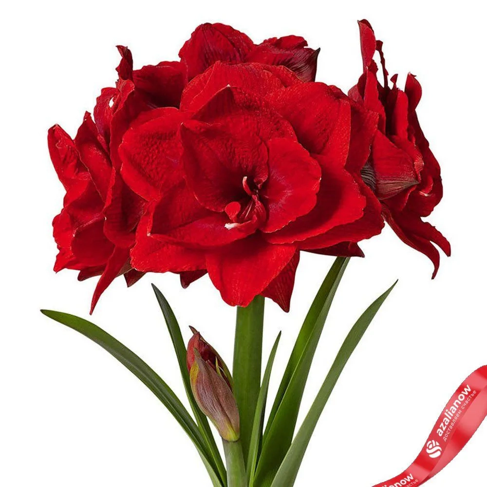 Амариллис Черри Нимф Закупка М80 сентябрь 2026