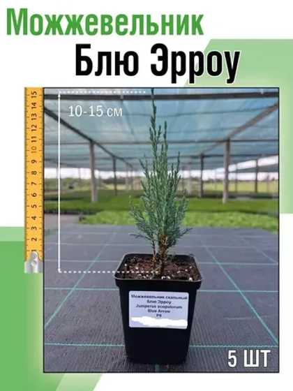Саженец хвойных Можжевельник Блю эрроу 5 шт