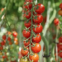 САКУРА F1 семена томата (Enza Zaden / ALEXAGRO)