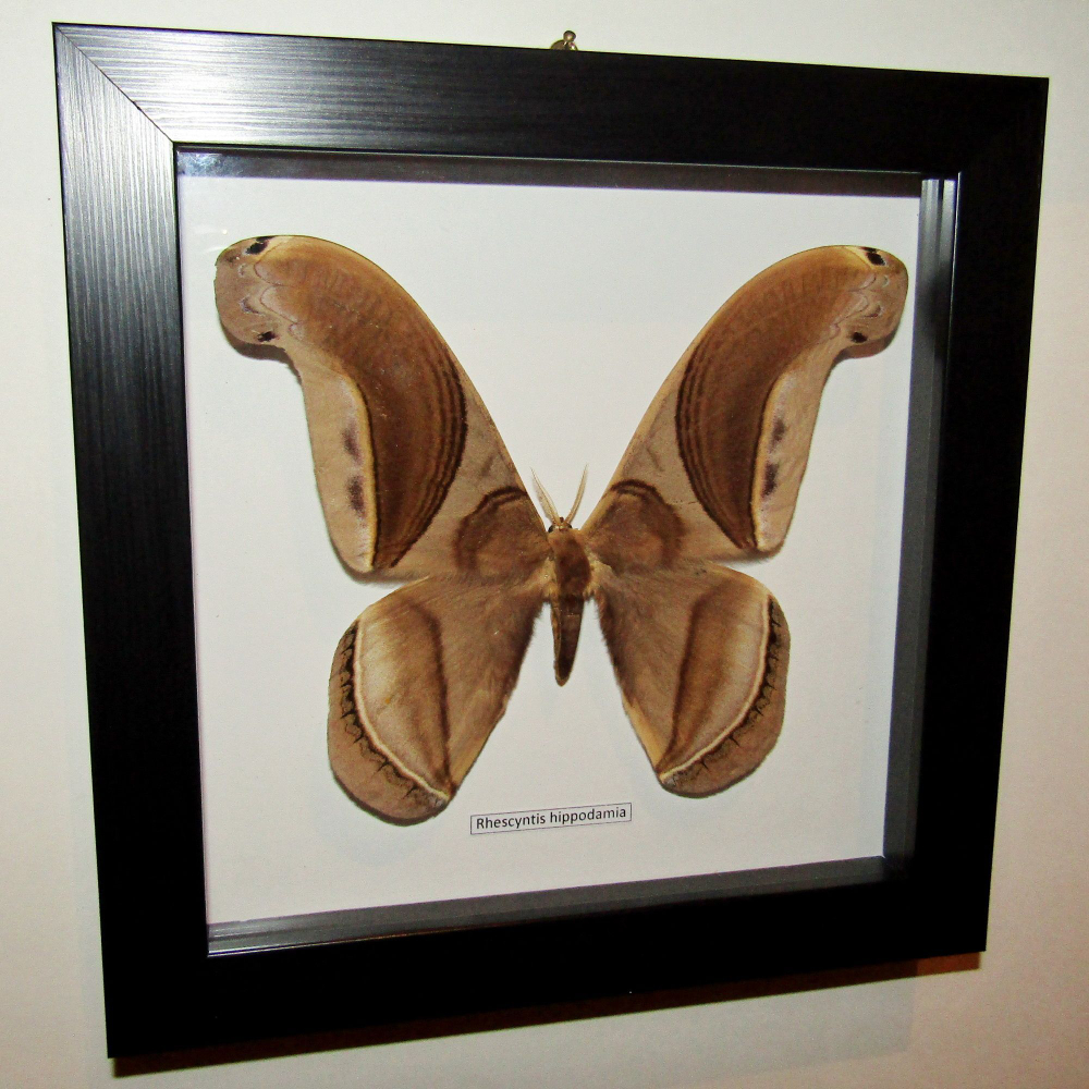 Бабочка Rhescyntis в рамке