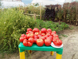 Легендарная Сызранская Розовая Ранняя Помидора