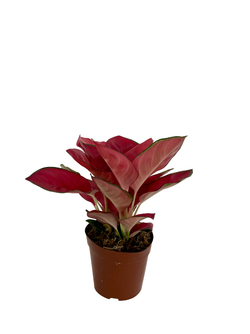 Аглаонема Wealthy Red д.10