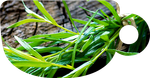 Puer Hookah Mix - Mountain Tarragon (100g)