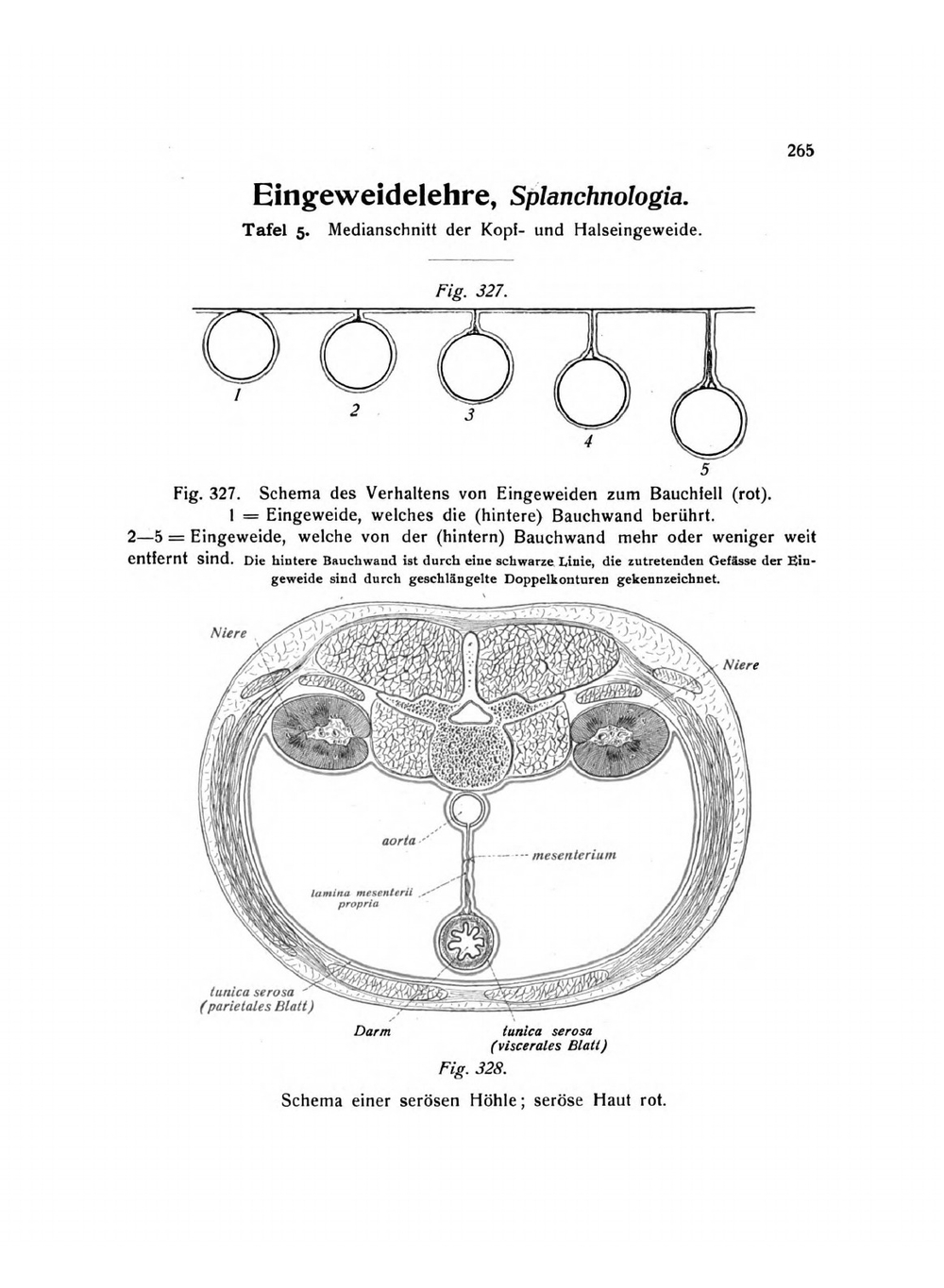 Atlas Der Deskriptiven Anatomie Des Menschen (German Edition). Vol. 2 | Johannes Sobotta