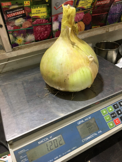 лук репчатый Эксибишен